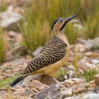 Andean Flicker